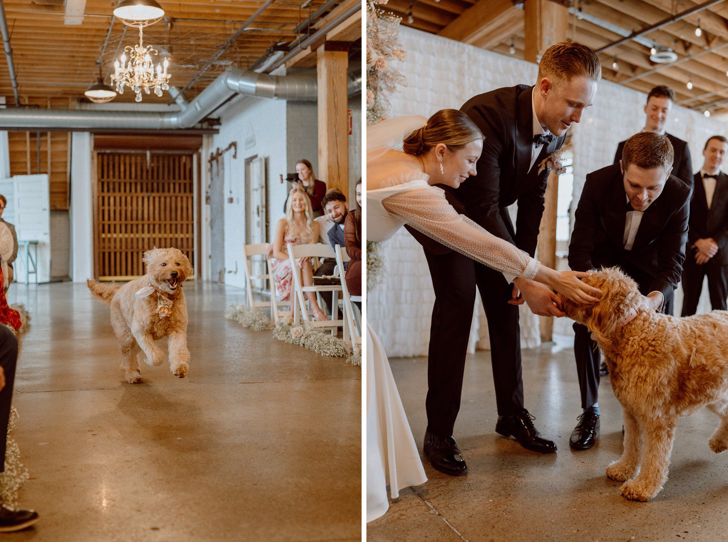 Dog at Wedding Ceremony