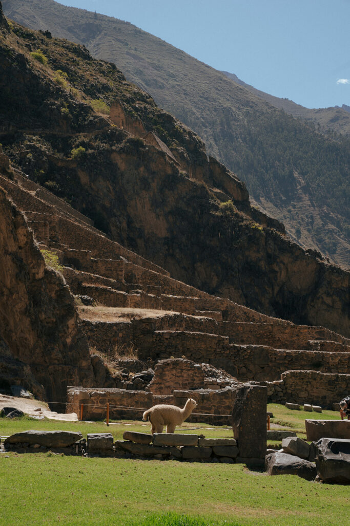 beautiful alpacas around peru